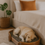 PULSERAS | dog crib
